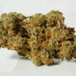 Durban poison where to buy, Durban poison buy online, Durban poison plant pictures, Durban poison pics, Durban poison near me, Durban poison reviews, Durban poison when to harvest, Durban poison seeds buy online, Durban poison buy online, Durban poison near me dispensary, Durban poison near me, flowering time for Durban poison, Durban poison seeds buy online, Durban poison indica or sativa, when to harvest Durban poison, Durban poison flower near me